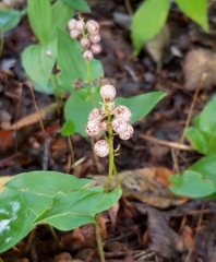 Maianthemum canadense