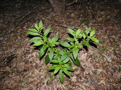 Phytolacca octandra