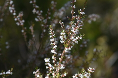 Styphelieae