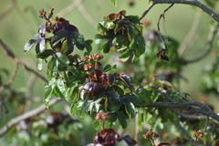 Jatropha gossypiifolia
