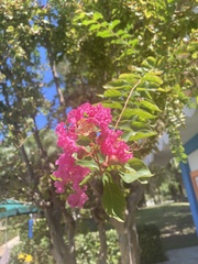 Lagerstroemia