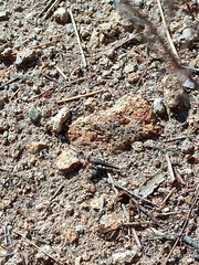 Acrotylus insubricus