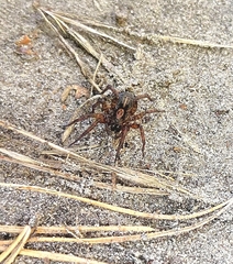 Trochosa terricola