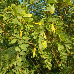 Robinia pseudoacacia