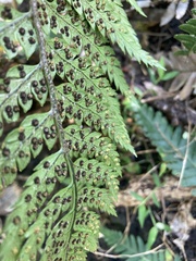 Polystichum wawranum