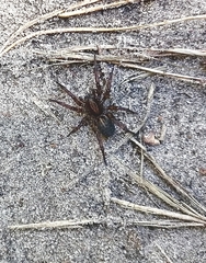 Trochosa terricola