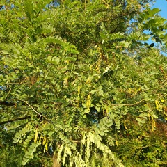 Robinia pseudoacacia