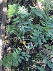 Polystichum wawranum