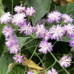 Cyrtocymura scorpioides