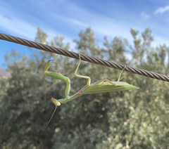 Hierodula transcaucasica