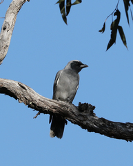 Coracina novaehollandiae