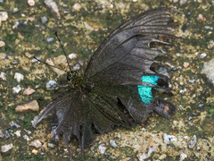 Papilio paris