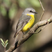 Eastern Yellow Robin - Photo (c) rivendel, some rights reserved (CC BY-NC)