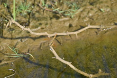 Brachythemis contaminata