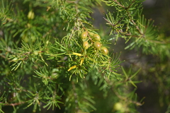 Persoonia