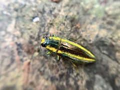 Iridotaenia kotoensis
