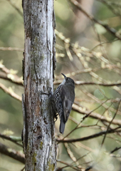 Cormobates leucophaea
