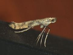 Caloptilia populetorum