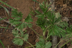Potentilla tobolensis