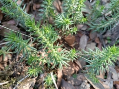 Petrosedum