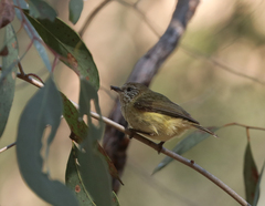 Acanthiza lineata