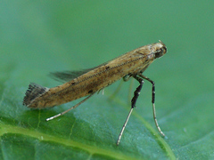 Caloptilia populetorum