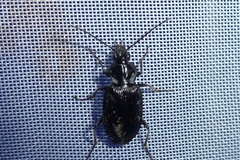 Agonum