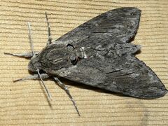 Agrius convolvuli