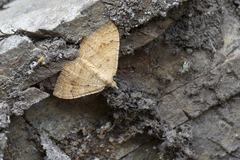 Camptogramma bilineata