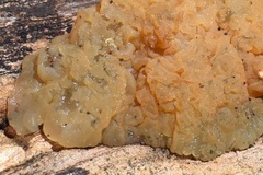 Myxarium nucleatum
