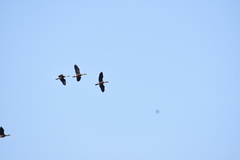 Dendrocygna javanica