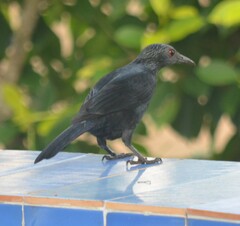 Onychognathus fulgidus