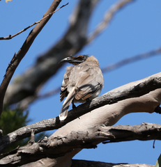 Philemon corniculatus