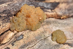 Myxarium nucleatum