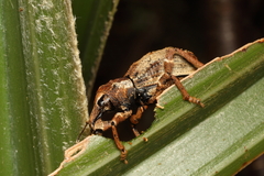 Anagotus oconnori