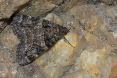 Catocala coniuncta