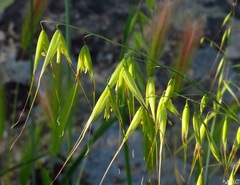 Avena sterilis