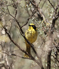 Lichenostomus melanops