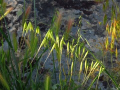 Avena sterilis