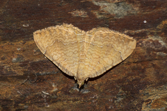Camptogramma bilineata