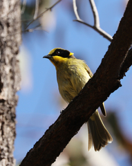 Lichenostomus melanops