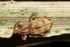 Anagotus oconnori
