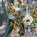 Eucalyptus largiflorens - Photo (c) davidsando, algunos derechos reservados (CC BY-NC), subido por davidsando