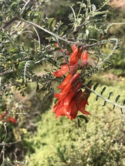 Lessertia frutescens