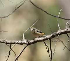 Pardalotus punctatus