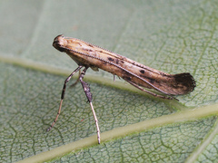 Caloptilia populetorum