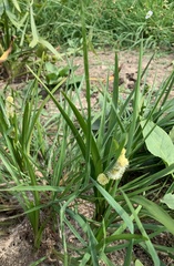 Sparganium emersum