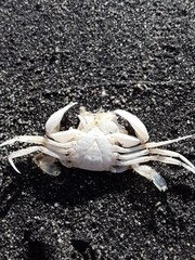 Liocarcinus vernalis