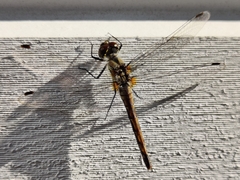 Sympetrum danae