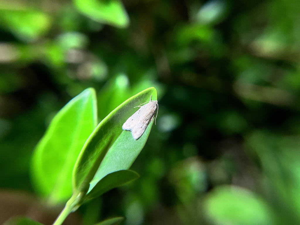 Syntomaula